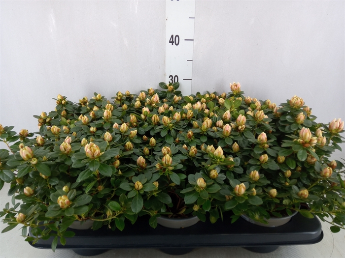 <h4>Rhododendron SI 'Sachsenster' .mix</h4>