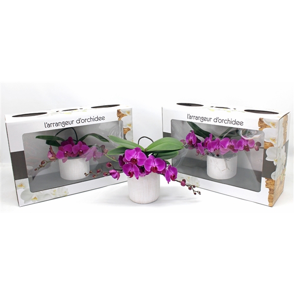 <h4>L'arrangeur D'orchidee Paars (RIJP)</h4>