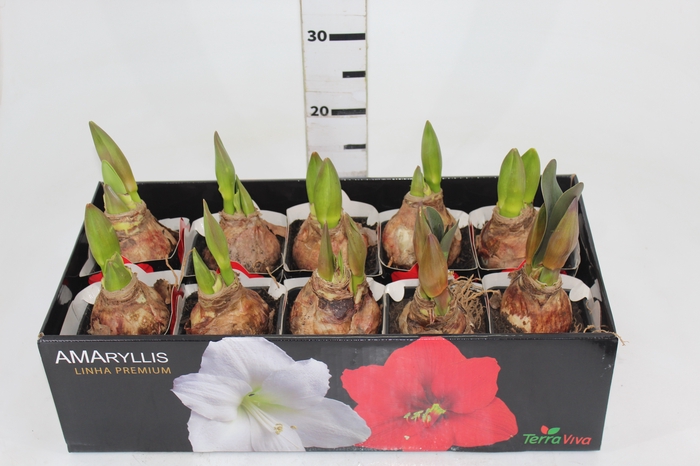 <h4>AMARYLLIS P14 VERMELHO MIN 2 HT</h4>