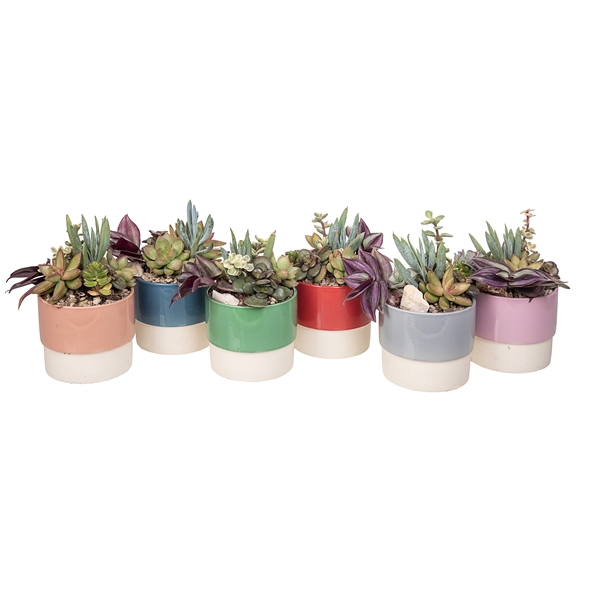 <h4>ARRANGMENT OF SUCCULENTS IN BICOLOR CERAMIC VASE Ø 10 - ECO TRAY 6 PCS (CACTUS EN SUCCULENTEN)</h4>