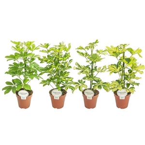 Schefflera arboricola overig