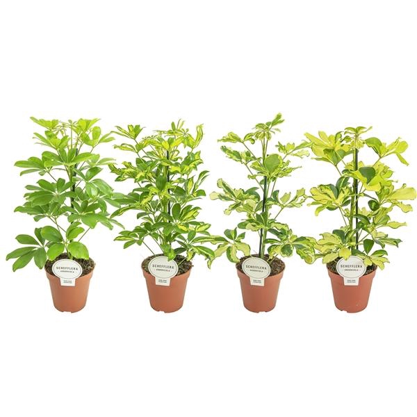 <h4>Schefflera arboricola overig</h4>