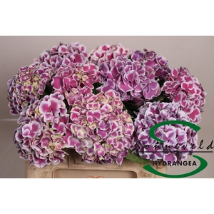 HYDR M MAG R HARL BL