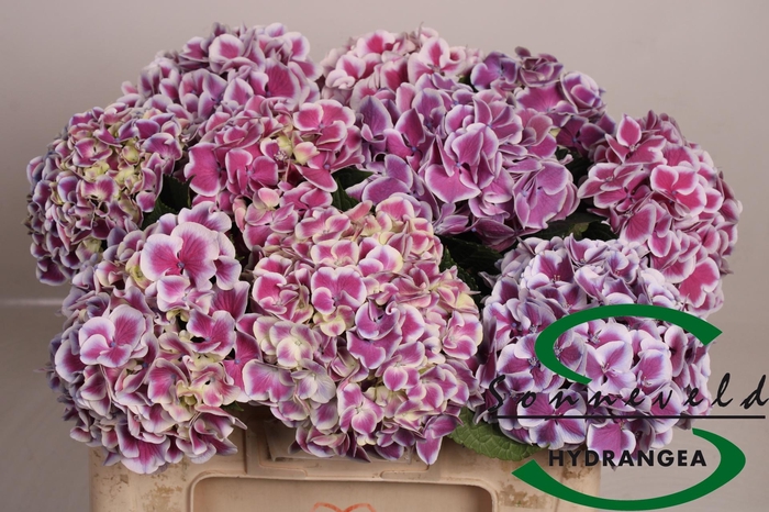 <h4>HYDR M MAG R HARL BL</h4>