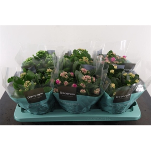 Kalanchoe Toef. Calandiva Gemengd 15 Cm. Pot