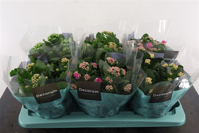 <h4>Kalanchoe Toef. Calandiva Gemengd 15 Cm. Pot</h4>