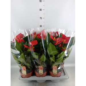 Anthurium andr. 'Tremendo'