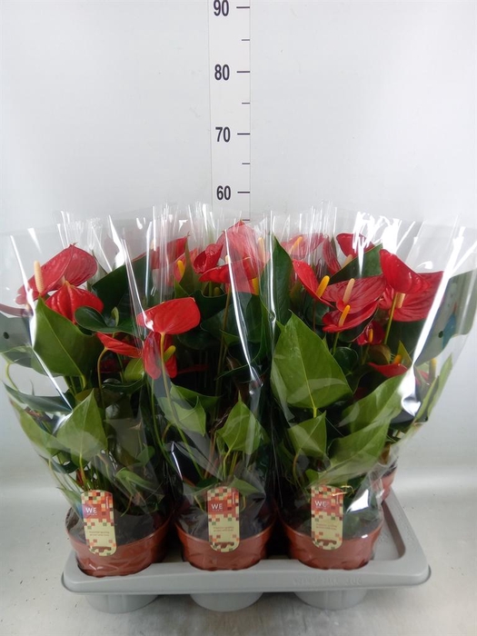 <h4>Anthurium andr. 'Tremendo'</h4>