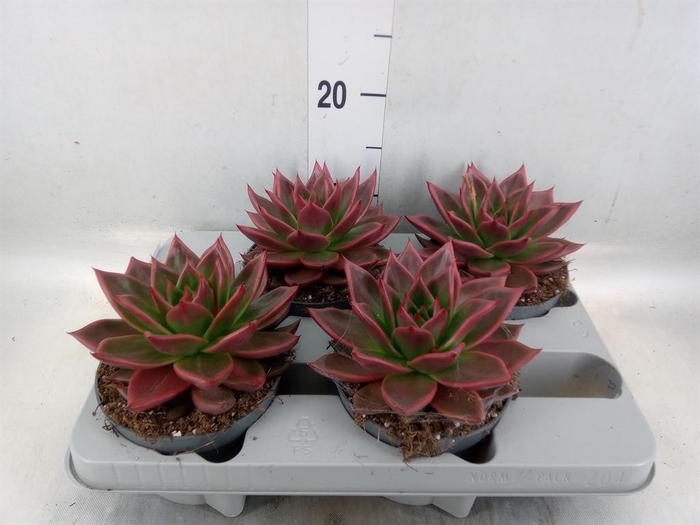 <h4>Echeveria   ...</h4>