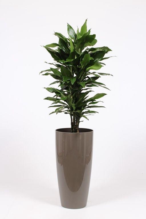 <h4>Dracaena Janet Lind in Santorini pot "taupe"</h4>