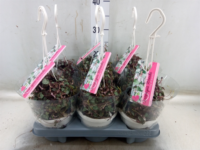 <h4>Ceropegia woodii ssp. woodii</h4>