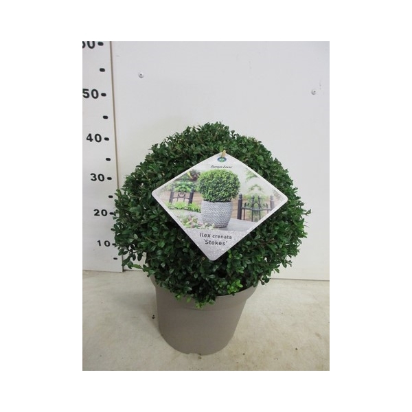 <h4>Ilex crenata Stokes 30 cm bol, P28</h4>