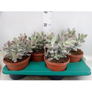 Cotyledon undulata