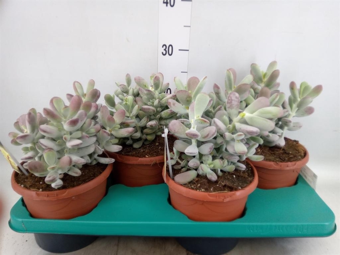 <h4>Cotyledon undulata</h4>