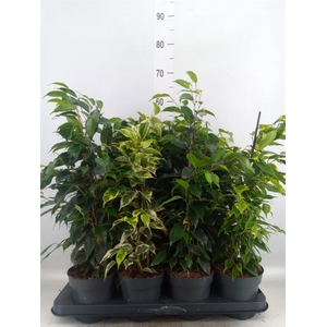 Ficus benja. ...mix