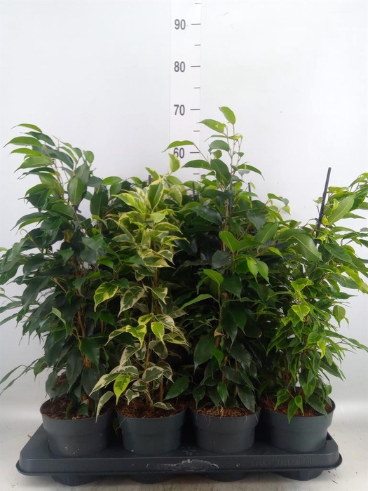 <h4>Ficus benja.   ...mix</h4>