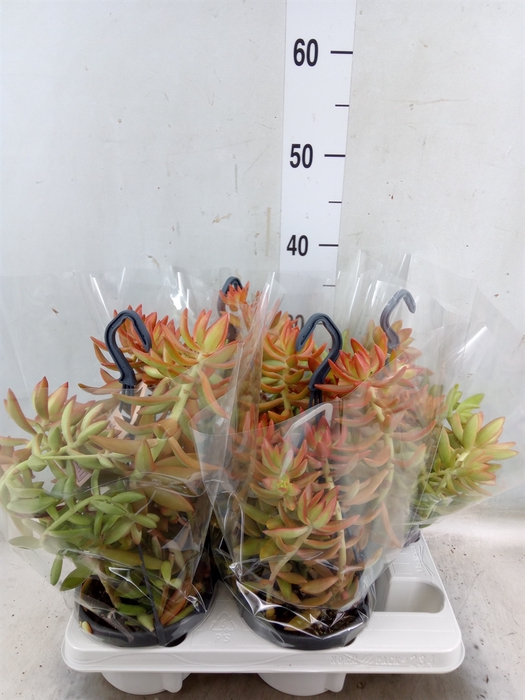 <h4>Sedum   ...</h4>