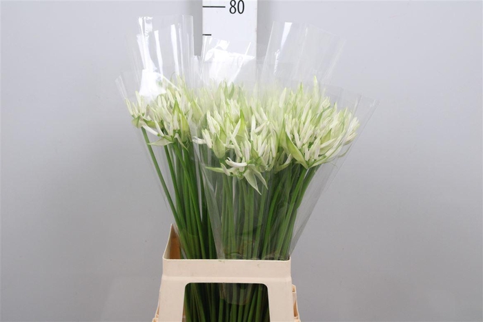 <h4>Ne Bo White Charm</h4>