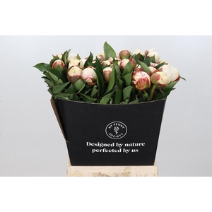 Paeonia Mary E. Nicholls