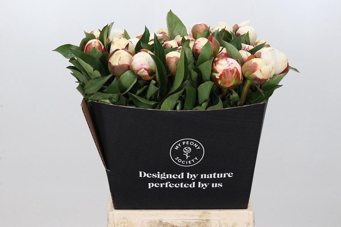 <h4>Paeonia Mary E. Nicholls</h4>