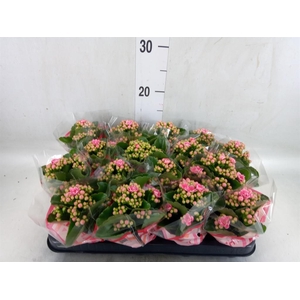 Kalanchoe blos. 'Calandiva Weaver'