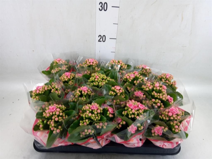 <h4>Kalanchoe blos. 'Calandiva Weaver'</h4>