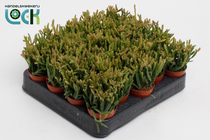 <h4>Rhipsalis Ewaldiana</h4>