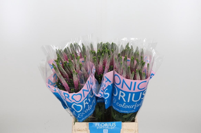 <h4>Veron Clea Roswhita</h4>