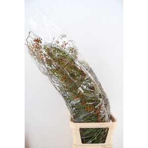 ROSA CORALLO ORANGE 130CM