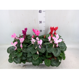 Cyclamen MD 'Macro'