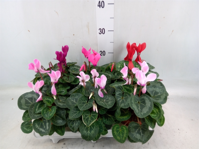 <h4>Cyclamen MD 'Macro'</h4>