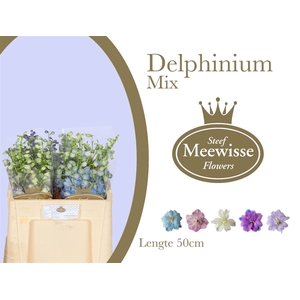 Delphinium Mix