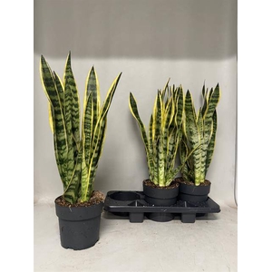 Sansevieria trifasciata Laurentii 19Ø 70cm