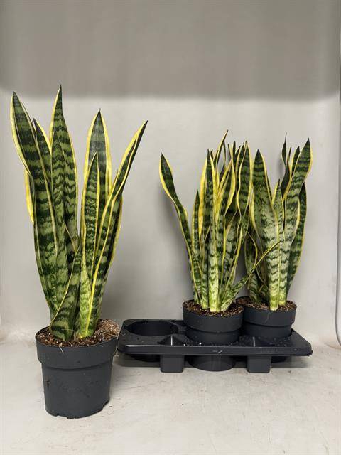 Sansevieria trifasciata Laurentii 19Ø 70cm