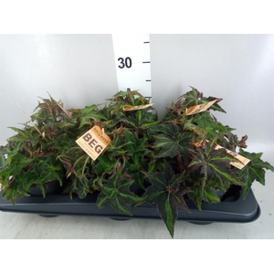Begonia BD rex 'MagicCol Lion Danc'