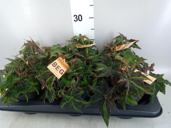 <h4>Begonia BD rex 'MagicCol Lion Danc'</h4>