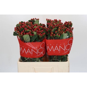 HYP RED LIGH ROMANCE