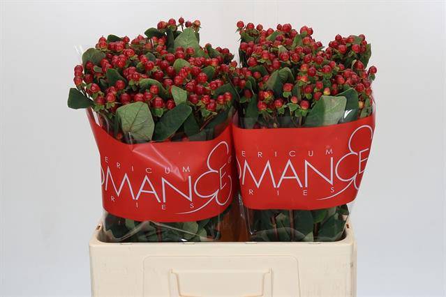 <h4>HYP RED LIGH ROMANCE</h4>