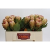 Protea Grandicolor