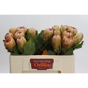 Protea Grandicolor