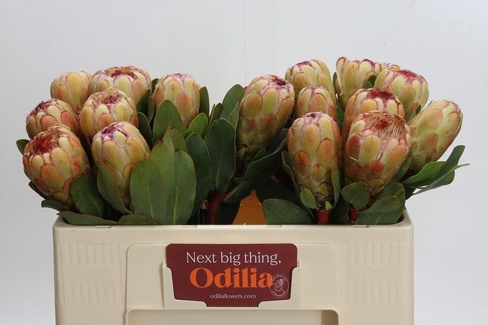 Protea Grandicolor