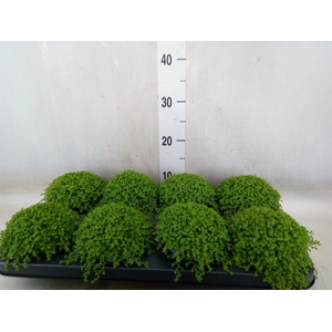 Soleirolia soleirolii   ...green