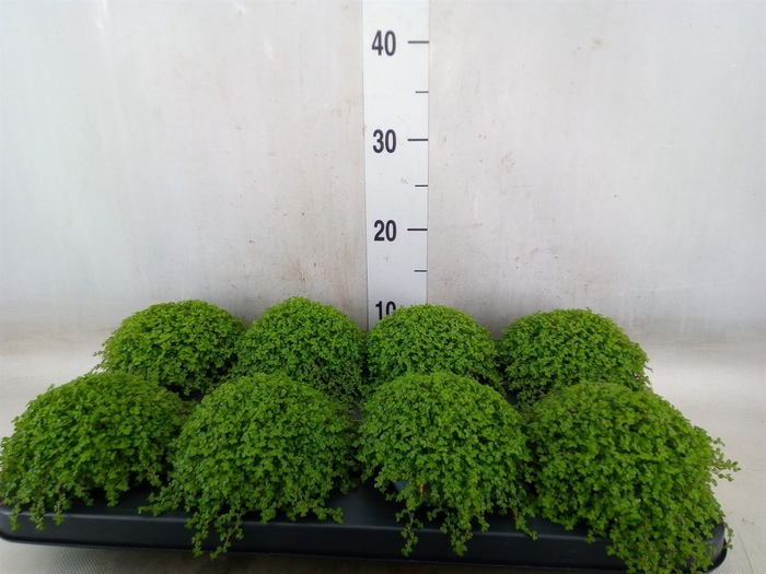 <h4>Soleirolia soleirolii   ...green</h4>