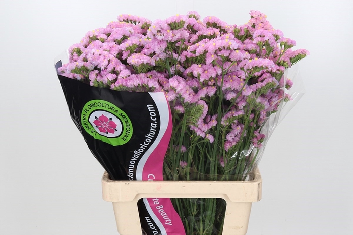 Limonium Statice Pink Rosa