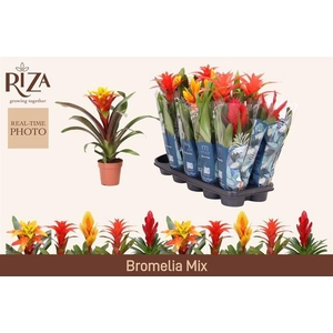 BROMELIA GEM 6 SRT