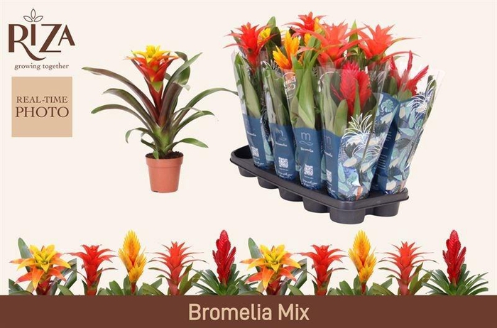 <h4>BROMELIA GEM 6 SRT</h4>