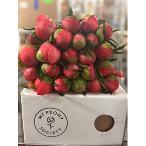 Paeonia Coral Charm