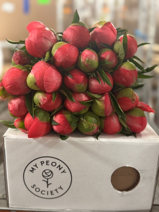 <h4>Paeonia Coral Charm</h4>