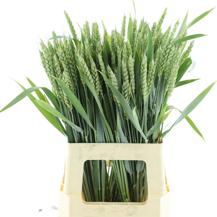 <h4>Triticum Aestivum</h4>