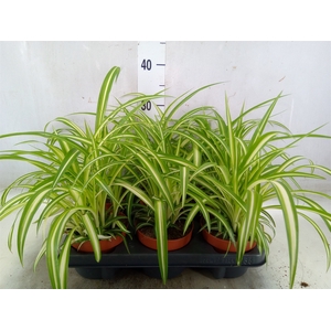 Chlorophytum com. 'Variegatum'